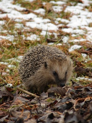 Igel_Mausemarie_2009.JPG