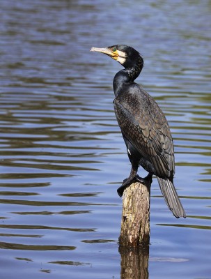 Phalacrocorax_carbo_SH_0541.jpg