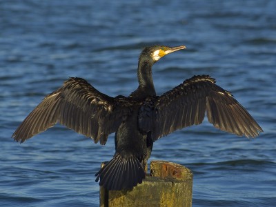 Phalacrocorax_carbo02.jpg