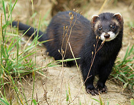 Mustela_putorius_01-cropped.jpg