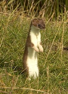 220px-Mustela_erminea_upright.jpg