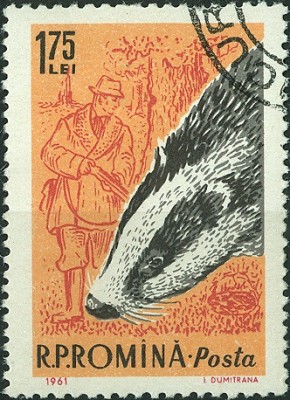 Rumänien 1961 Dachs.jpg