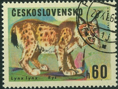 Eurasischer Luchs (Lynx lynx).jpg