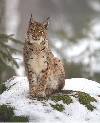 Lynx_lynx_2_(Martin_Mecnarowski).jpg