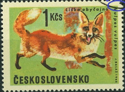 CSSR Fuchs mit zahnfehler1.jpg