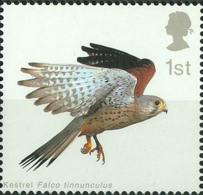 GB Falco tinnunculus 1st 1.jpg