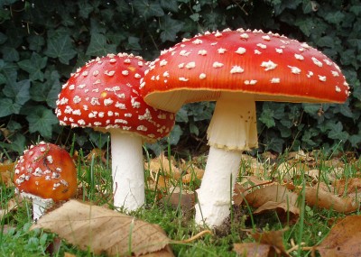 1024px-2006-10-25_Amanita_muscaria_crop.jpg