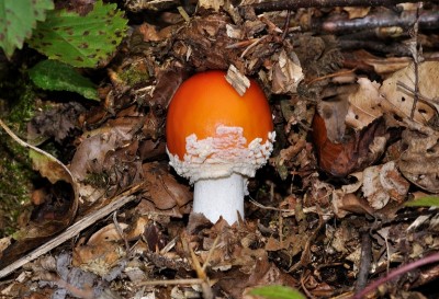 1280px-Amanita_muscaria_qtl6.jpg