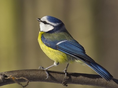 Parus_caeruleus01.jpg