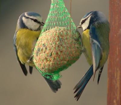 1024px-Parus_caeruleus_1_Luc_Viatour.jpg
