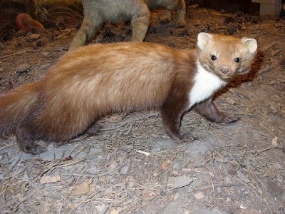 1024px-Beech_Marten.jpg