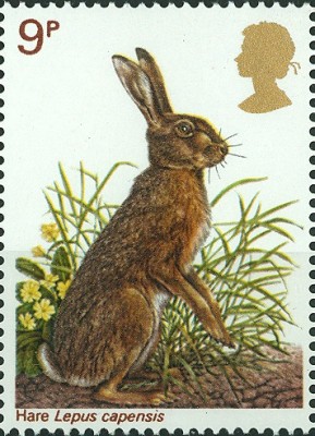 GB 9P Kaphase Lepus capensis.jpg