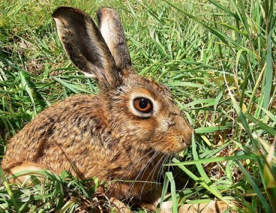 1024px-Brown_Hare444.jpg