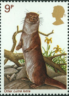 GB 9P Fischotter Lutra lutra.jpg