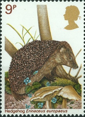 GB 9P Igel Erinaceus europaeus.jpg