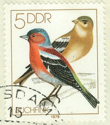 DDR 1979 MiNr. 2388 Buchfink.jpg
