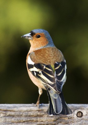 Fringilla_coelebs_(chaffinch),_male.jpg