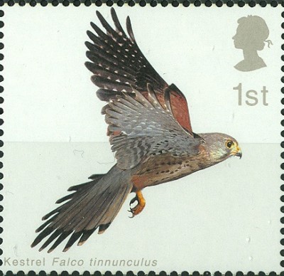 GB Falco tinnunculus 1st 2.jpg