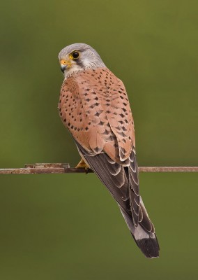 640px-Common_kestrel_falco_tinnunculus.jpg