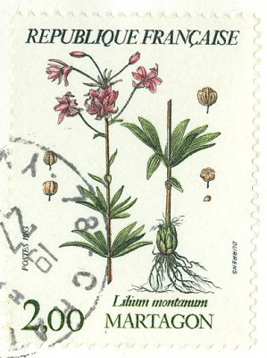 Frankreich 1983 Lilium MATRAGON monzanum.jpg