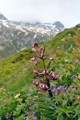 Lilium_Martagon,_Lai_Blau.jpg