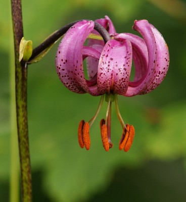Türkenbund_Lilie,_Lilium_martagon_crop.JPG