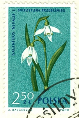 Polska1962-Blumen250-3.jpg