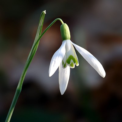 800px-Galanthus_nivalis_close-up_aka.jpg