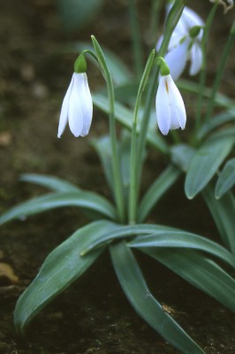 Poculiform_snowdrop_(Galanthus_plicatus).jpg