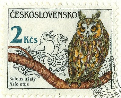 CSSR 1986 Eulen -3 Waldohreule Asio otus.jpg