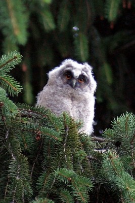 Long_eared_owl_young_gfdl.jpeg