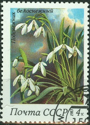 CCCP 1983 - 4 Kop Schneeglöckchen.jpg