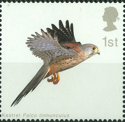GB Falco tinnunculus 1st 3.jpg
