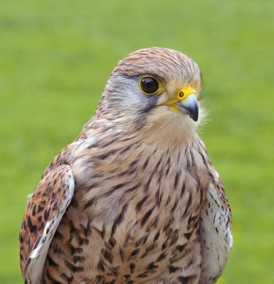 800px-Falco_tinnunculus_(Linnaeus,_1758).jpg