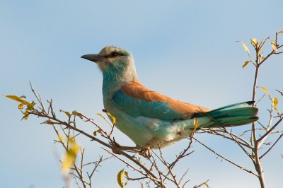 1280px-Coracias_garrulus_-Kruger_National_Park-8.jpg