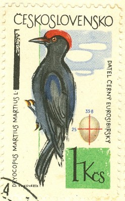CSSR 1964 Schwarzspecht -2.jpg