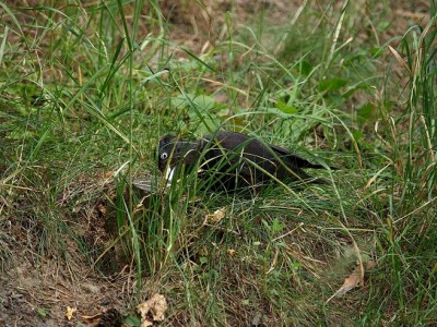 1024px-Dryocopus_martius01.jpg