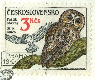 CSSR 1986 Eulen -4 Waldkauz Strix aluco.jpg