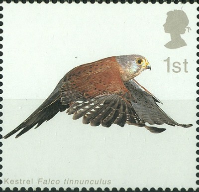 GB Falco tinnunculus 1st 4.jpg