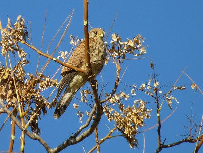 1024px-Turmfalke_(Falco_tinnunculus)_2011-05-12.jpg