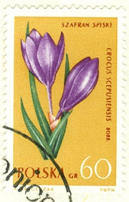 Polska1962-Blumen60-4.jpg