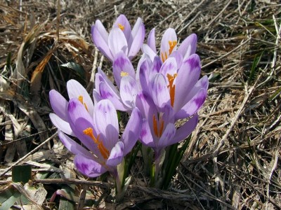 1024px-Crocus_scepusiensis_a1.jpg