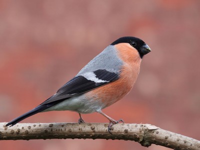 Bullfinch_side-on.jpg
