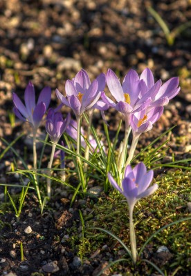 640px-Crocus_tommasinianus_LC0031.jpg