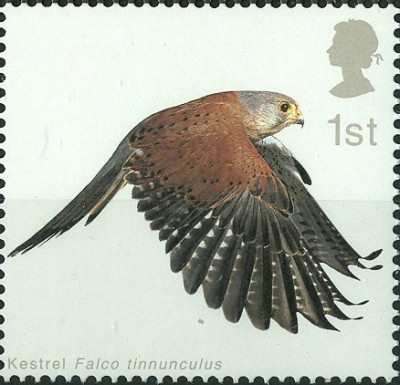 GB Falco tinnunculus 1st 5.jpg