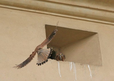 Falco_tinnunculus_male_female_am.jpg