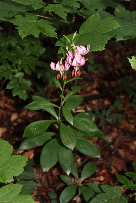 IKAL_200625_Lilium_martagon.jpg
