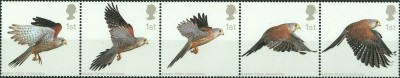 GB Falco tinnunculus 1st 6.jpg
