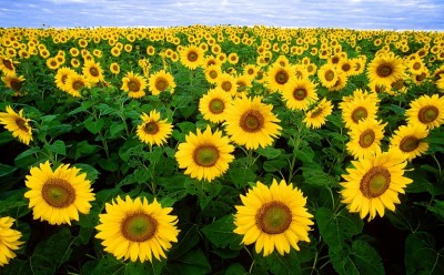 1280px-Sunflowers.jpg