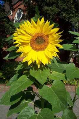 640px-Sunflower_uf7.jpg